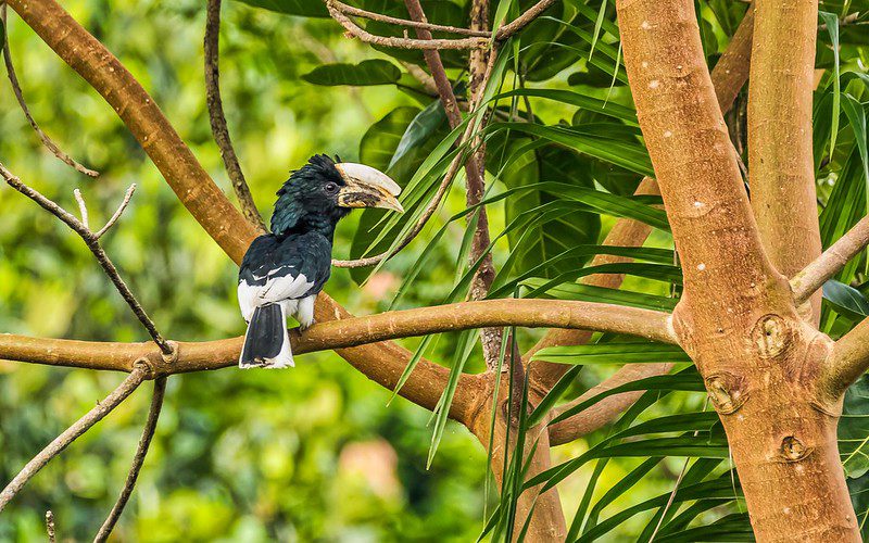 Birding Checklist in Semuliki National Park