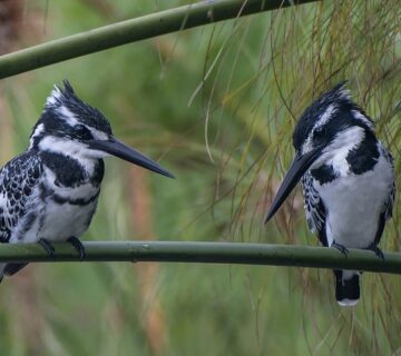 Birding In Lake Mburo National Park