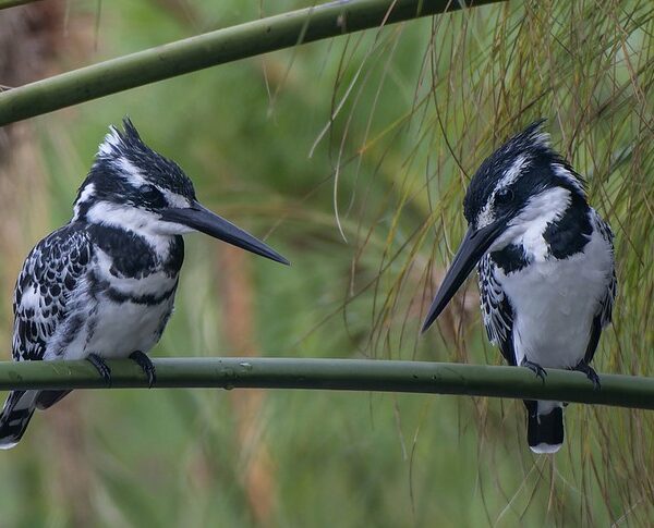Birding In Lake Mburo National Park