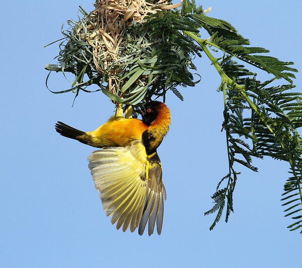 Birding in Kibale National Park