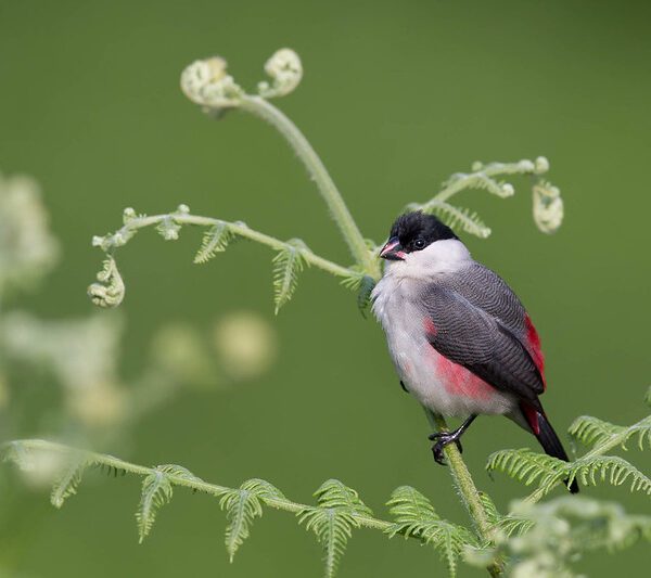 Birdwatching in Rwanda