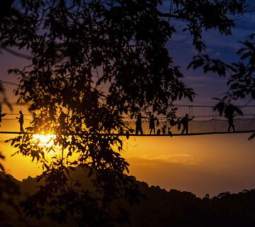 Canopy Walk Rwanda Tours