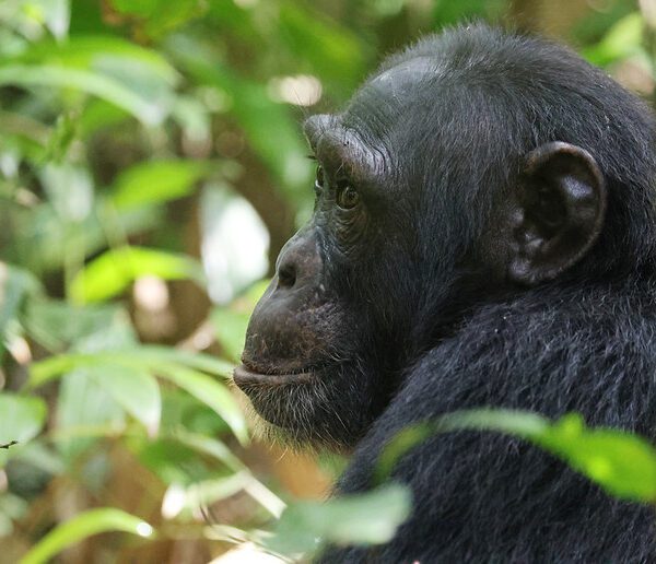 Chimpanzee Safaris in Uganda