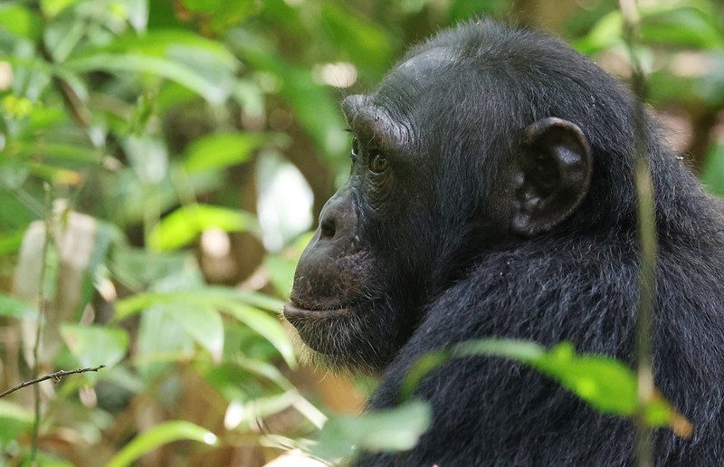 Chimpanzee Safaris in Uganda