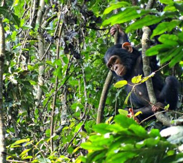 Chimpanzee Trekking Safaris Rwanda