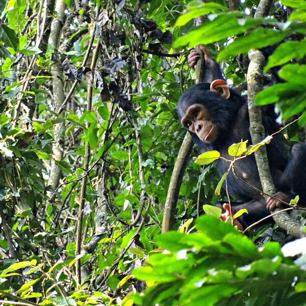 Chimpanzee Trekking Safaris Rwanda