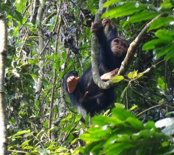 Chimpanzee trekking in Rwanda