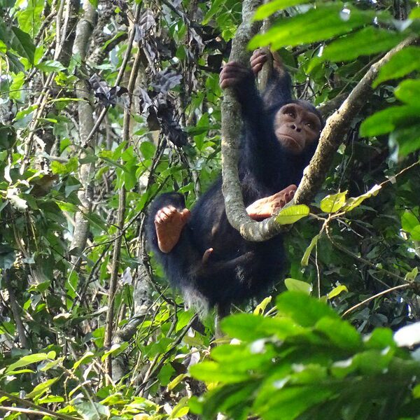 Chimpanzee trekking in Rwanda