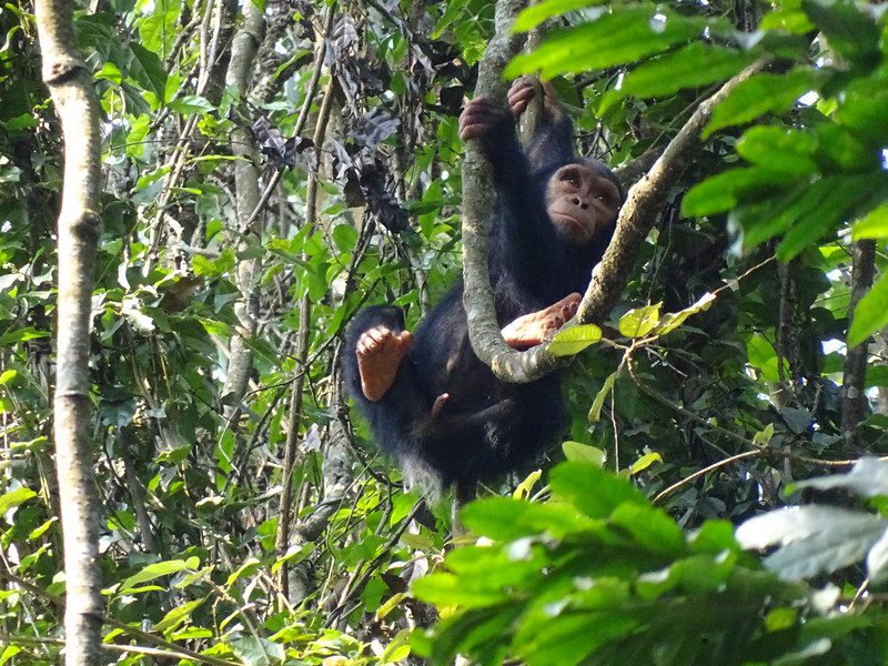 Chimpanzee trekking in Rwanda