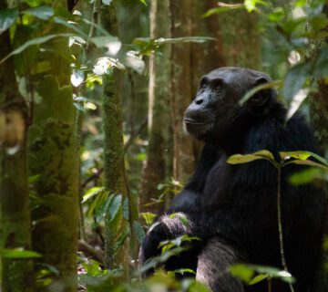 Chimpanzee trekking permits in Uganda for 2025