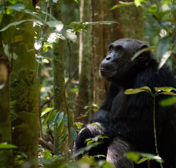 Chimpanzee trekking permits in Uganda for 2025