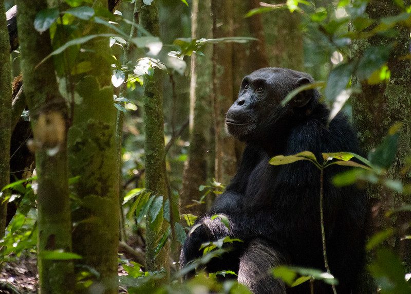Chimpanzee trekking permits in Uganda for 2025