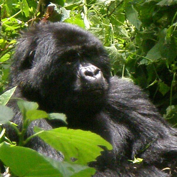Early bird gorilla trekking in Uganda 20252026