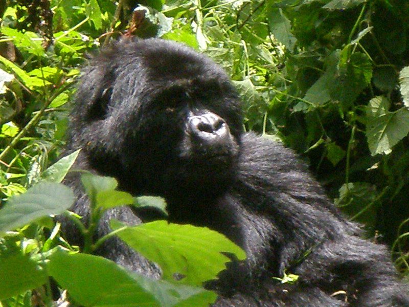 Early bird gorilla trekking in Uganda 20252026