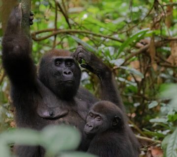 Facts About the Eastern Lowland Gorillas
