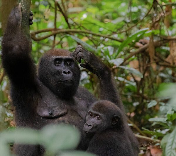 Facts About the Eastern Lowland Gorillas