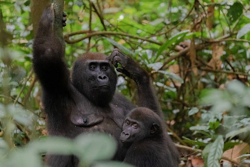 Facts About the Eastern Lowland Gorillas