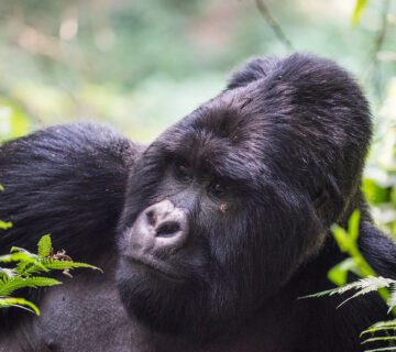 Facts about Mountain Gorillas in Africa