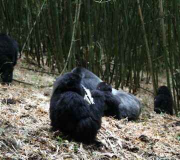 Frequently Asked Questions About Gorilla Trekking