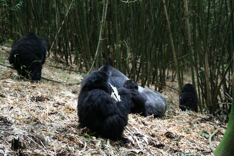 Frequently Asked Questions About Gorilla Trekking
