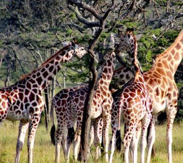 Game Drive Safaris in Murchison Falls National Park