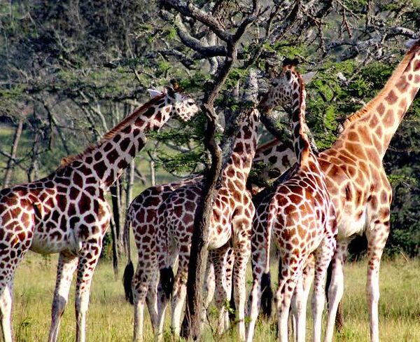 Game Drive Safaris in Murchison Falls National Park