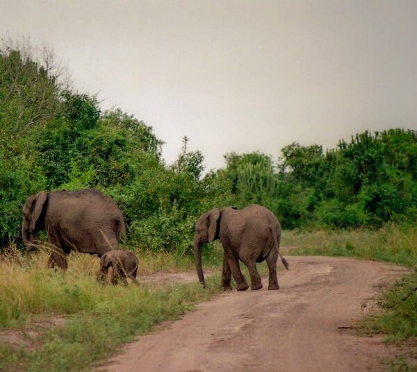 Game drive in Queen Elizabeth national park
