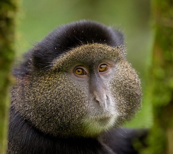 Golden monkey trekking in Rwanda