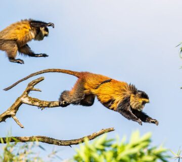 Golden monkey trekking in Uganda and Rwanda