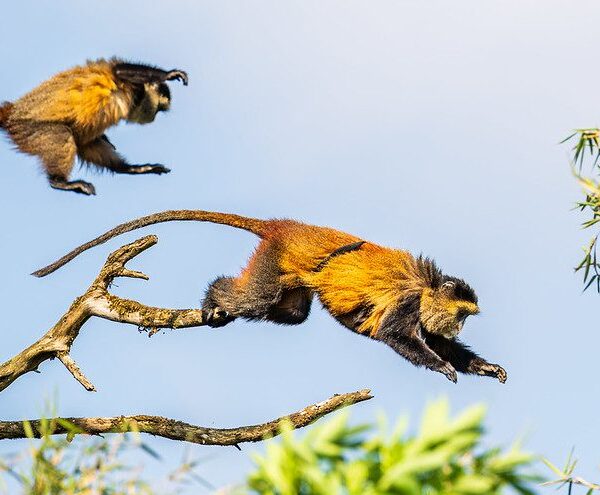 Golden monkey trekking in Uganda and Rwanda