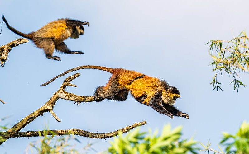 Golden monkey trekking in Uganda and Rwanda