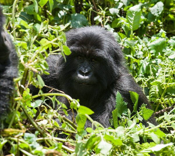 Gorilla Families in Mgahinga National Park