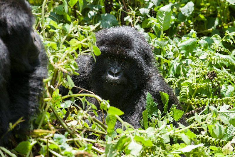Gorilla Families in Mgahinga National Park