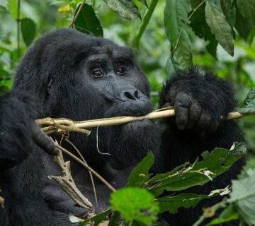 Gorilla Trekking Fitness