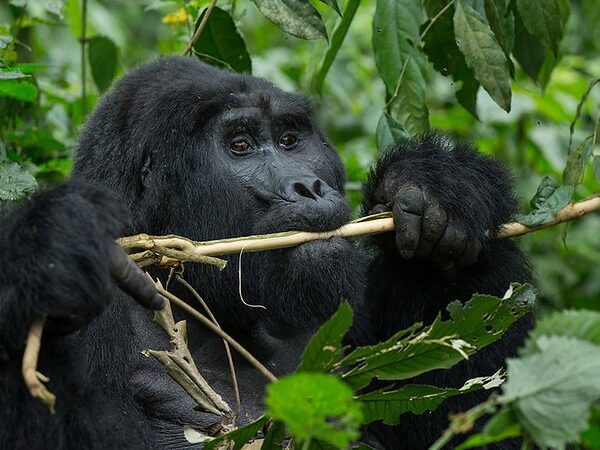Gorilla Trekking Fitness