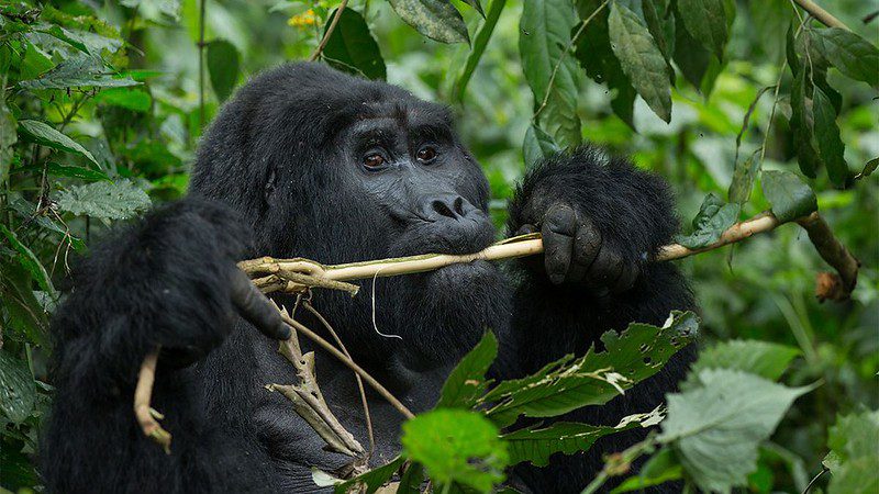 Gorilla Trekking Fitness
