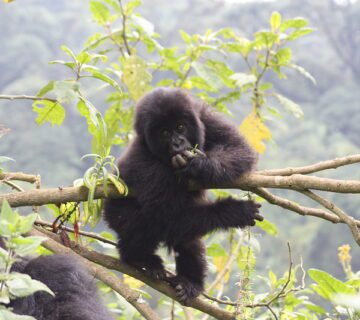 Gorilla Trekking Rwanda Vs Uganda Vs Congo