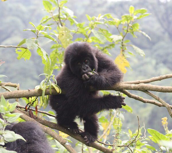 Gorilla Trekking Rwanda Vs Uganda Vs Congo