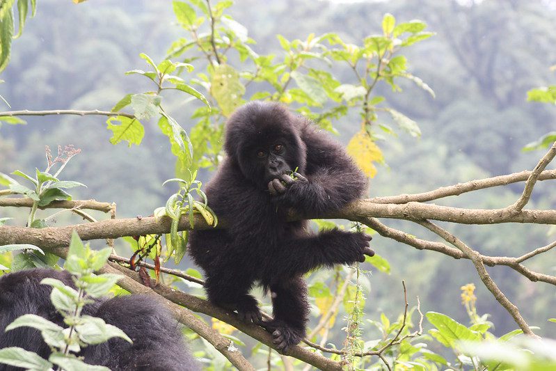 Gorilla Trekking Rwanda Vs Uganda Vs Congo