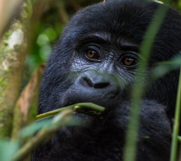 Gorilla families in Nkuringo sector