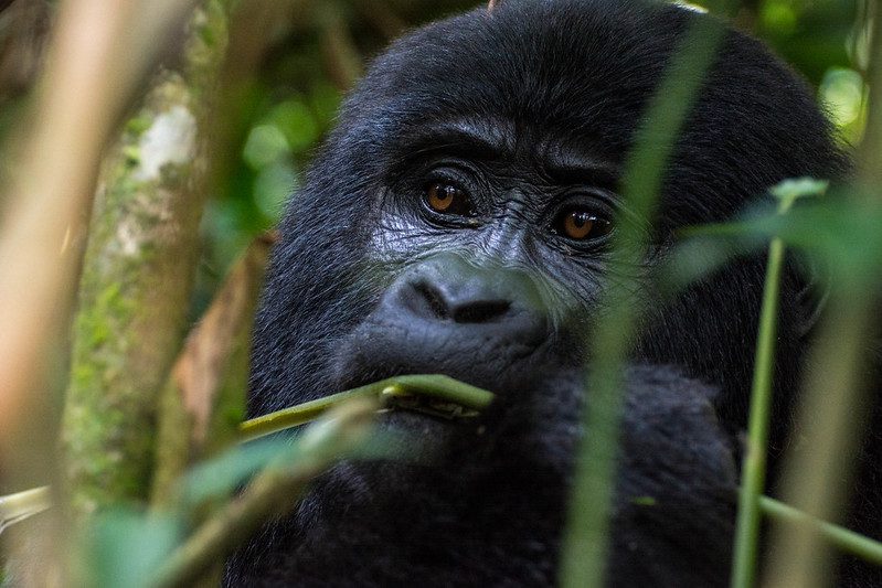 Gorilla families in Nkuringo sector