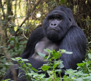 Gorilla permit price in Mgahinga gorilla national park 