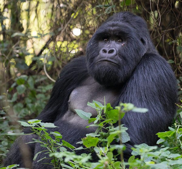 Gorilla permit price in Mgahinga gorilla national park.