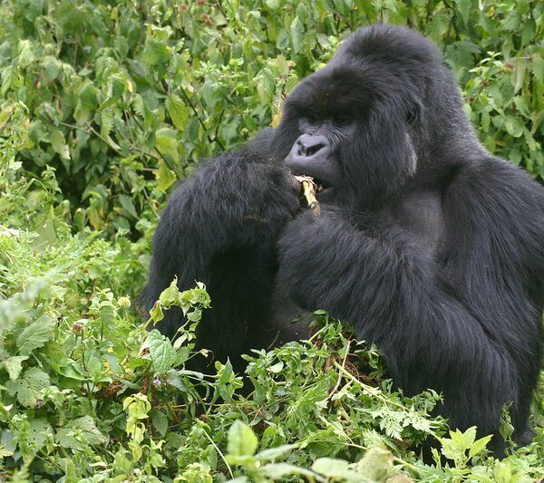 Gorilla trekking in Uganda and Rwanda 2025 2026