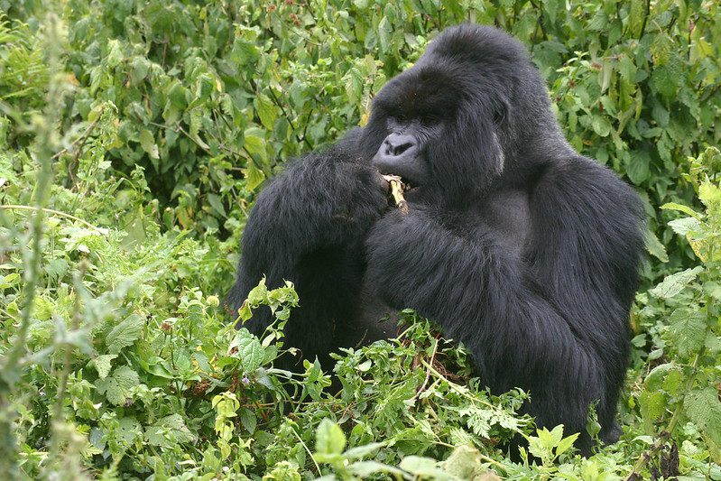 Gorilla trekking in Uganda and Rwanda 2025 2026