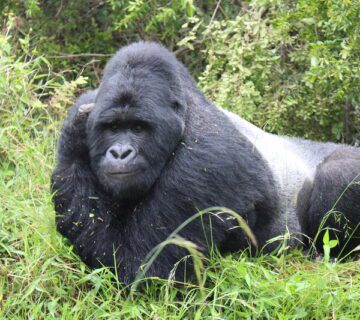 Gorilla trekking in Uganda and Rwanda