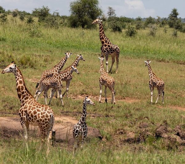 How to Get to Kidepo National Park