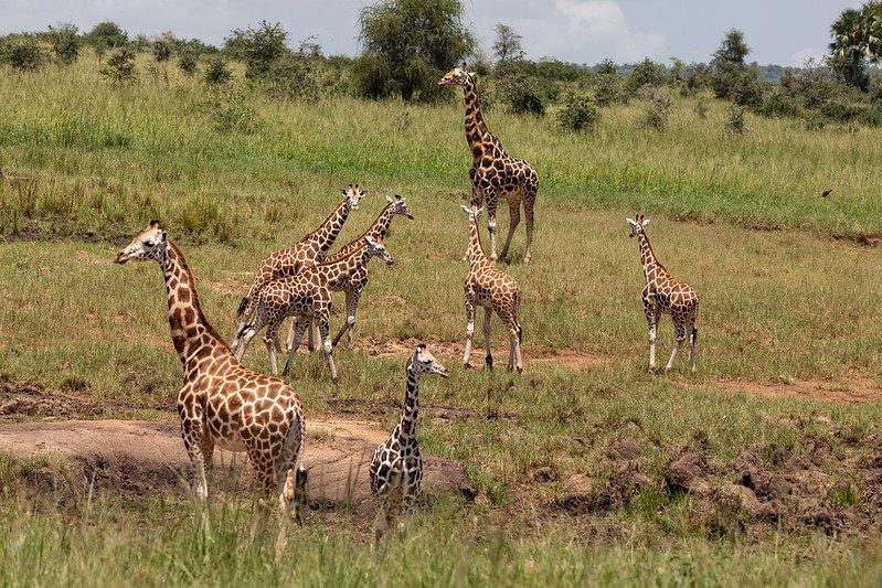 How to Get to Kidepo National Park