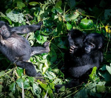 How to book a gorilla habituation experience permit