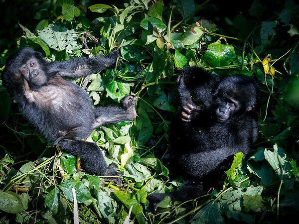 How to book a gorilla habituation experience permit